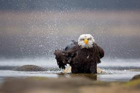 Bald Eagle