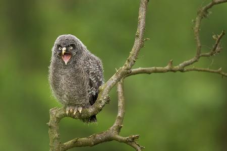 Great Grey Owl