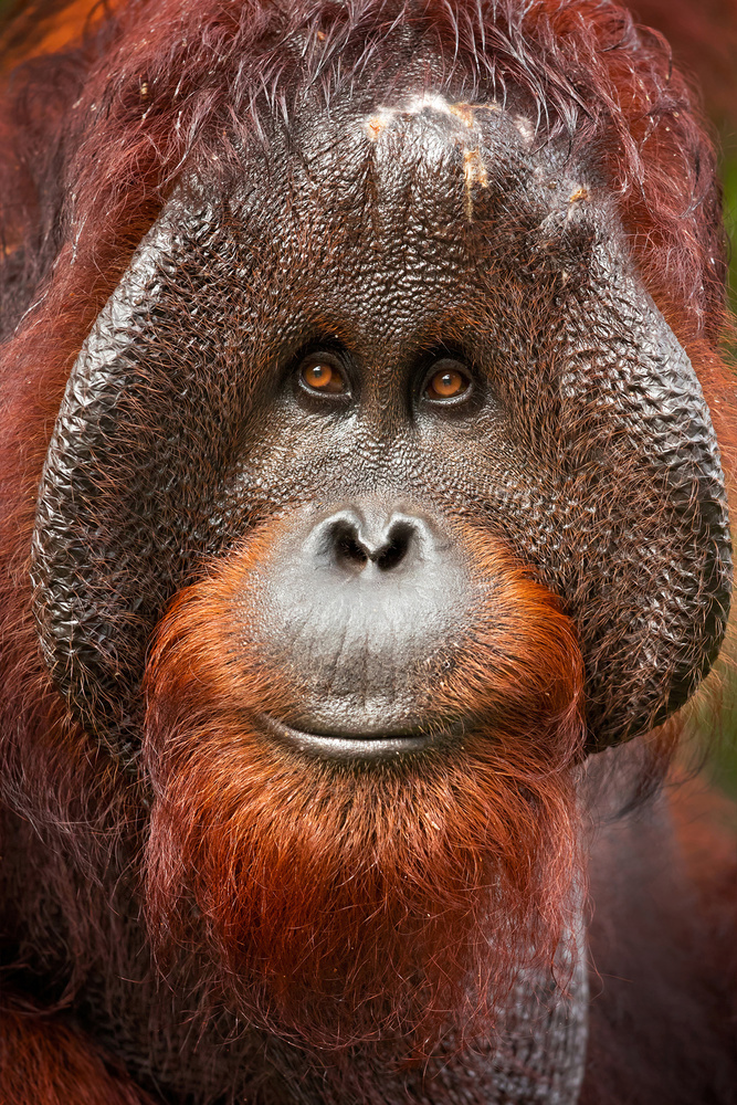 Bornean orangutan à Milan Zygmunt
