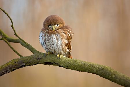 Ferruginous pygmy owl