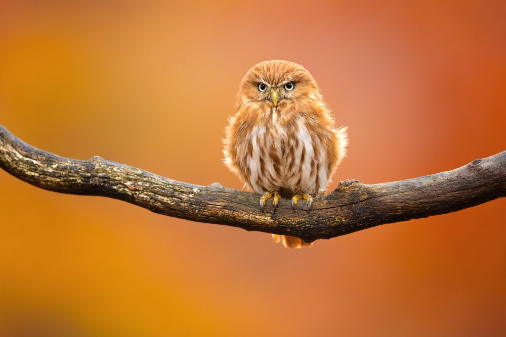 Ferruginous pygmy owl à Milan Zygmunt