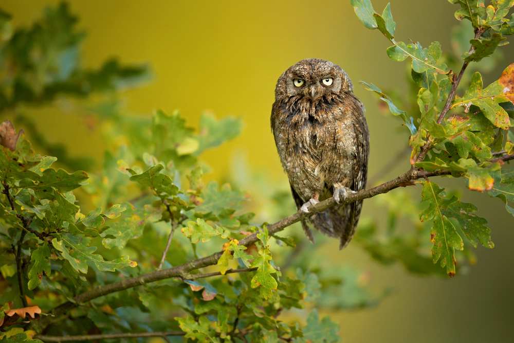 Eurasian Scops Owl à Milan Zygmunt