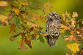 Eurasian scops owl