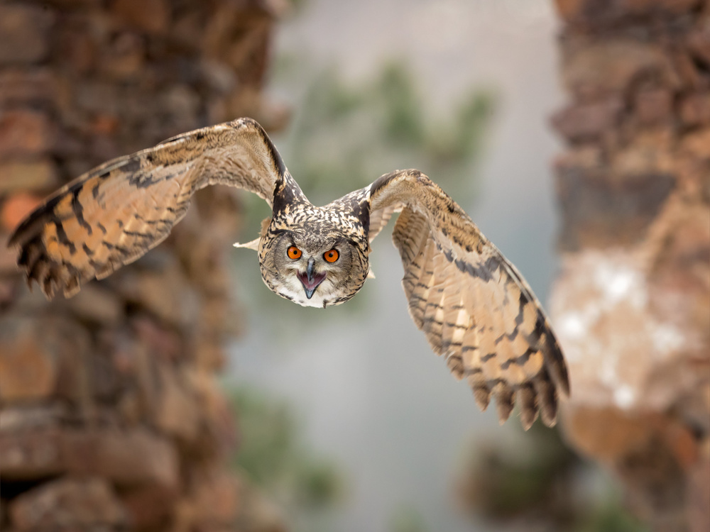 Eurasian eagle-owl à Milan Zygmunt
