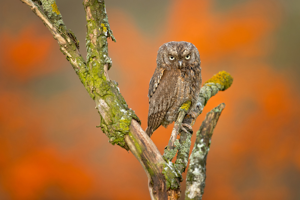 Eurasian scops owl à Milan Zygmunt
