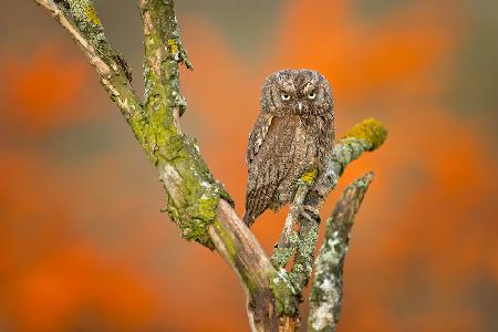 Eurasian scops owl