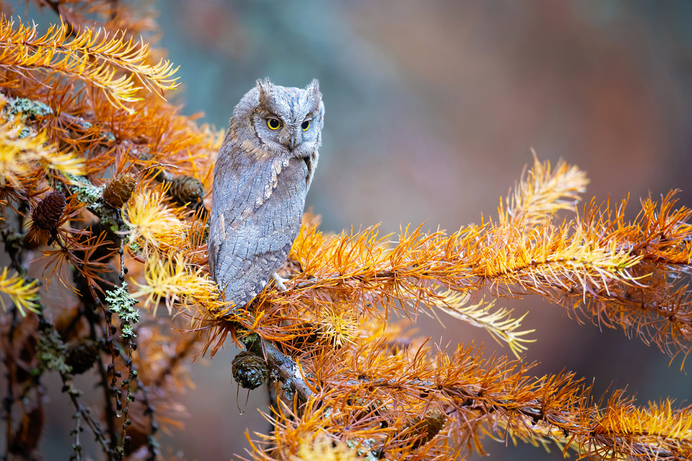 Eurasian scops owl à Milan Zygmunt