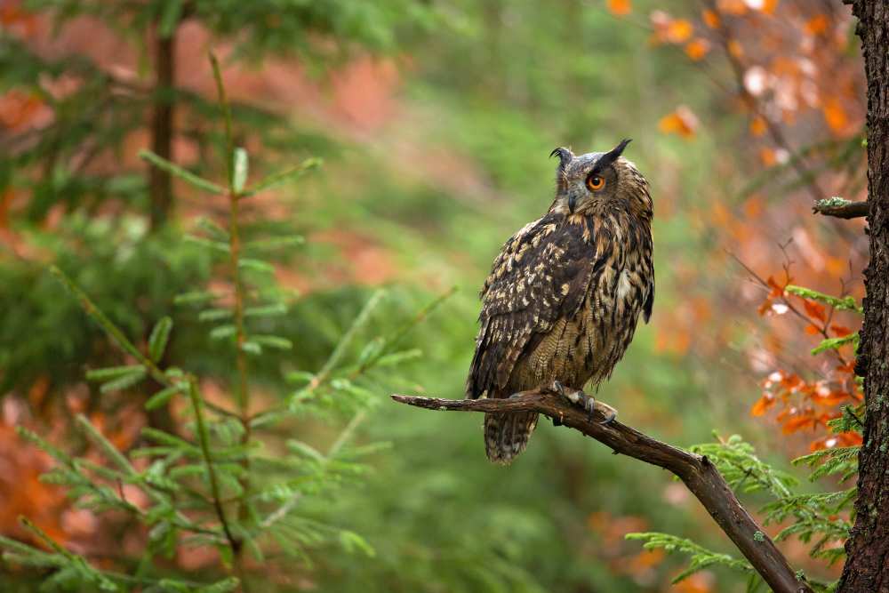 Euroasian Eagle Owl à Milan Zygmunt