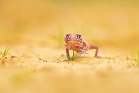 Banded knob-tailed gecko