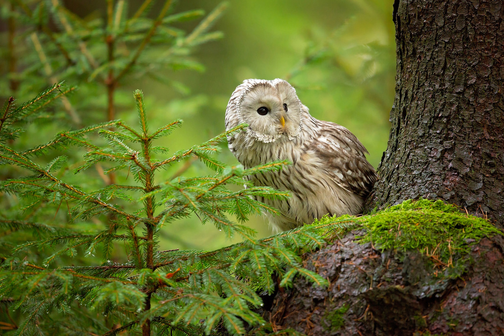 Ural Owl à Milan Zygmunt