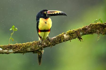 Collared Aracari