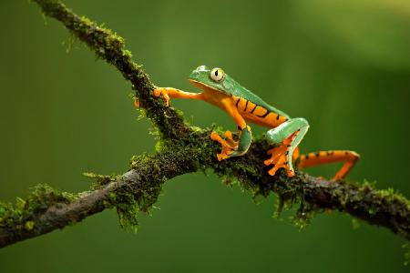 Splendid leaf frog
