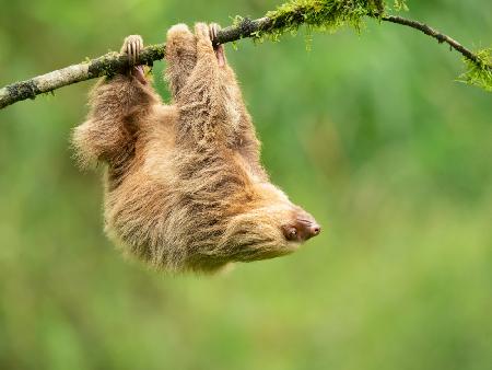 Hoffmanns two-toed sloth