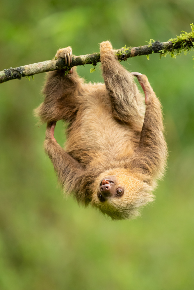 Hoffmanns two-toed sloth à Milan Zygmunt