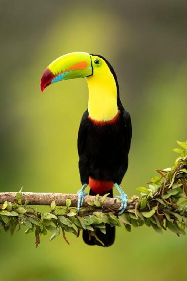 Keel-billed toucan