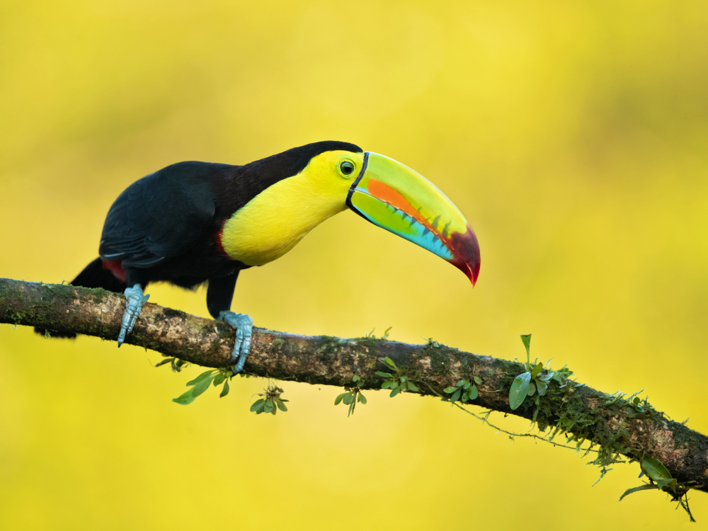 Keel-billed toucan à Milan Zygmunt