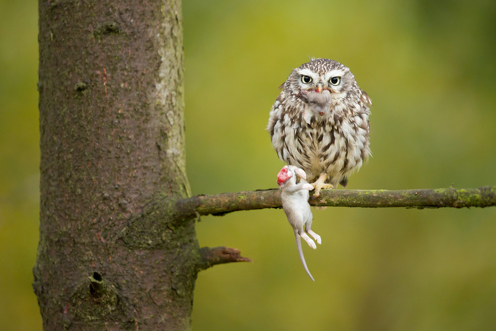 Little Owl à Milan Zygmunt