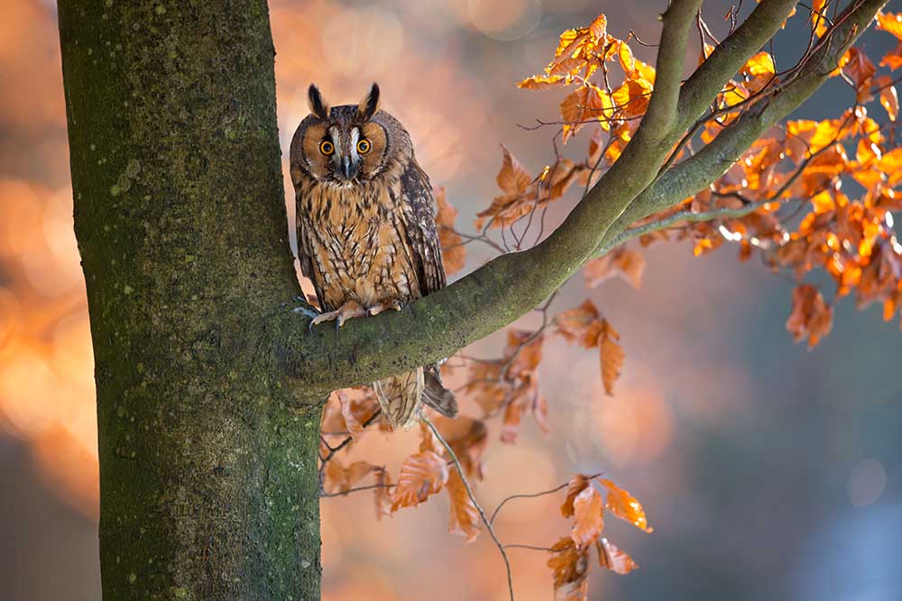 Long-Eared Owl à Milan Zygmunt