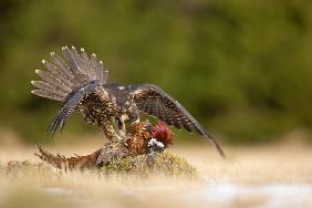 Peregrine Falcon