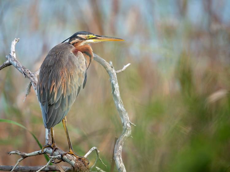 Purple Heron à Milan Zygmunt