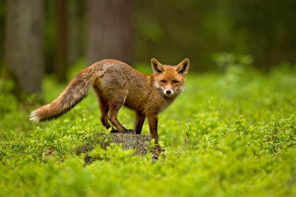 Red Fox à Milan Zygmunt