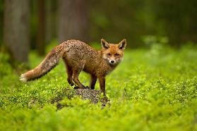 Red Fox