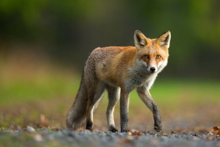 Red Fox à Milan Zygmunt