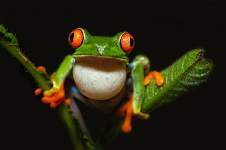 Red-eyed tree frog