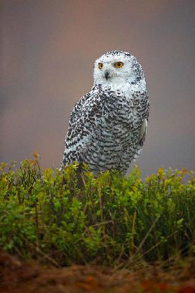 Snowy Owl