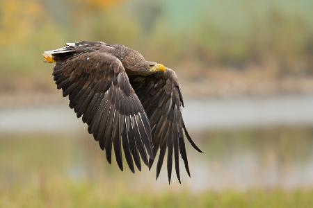 White-tailed Eagle