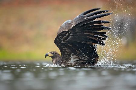 White-tailed eagle