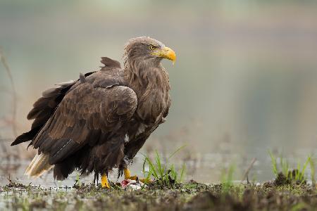 White-tailed eagle