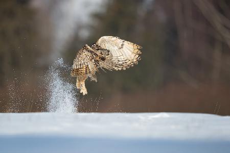 Siberian eagle owl