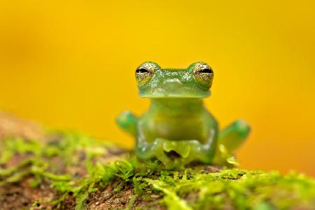 Emerald glass frog