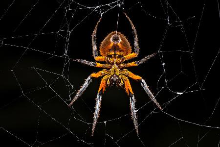 Tropical orb weaver