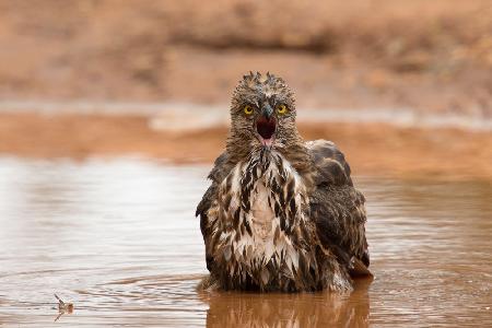 Changeable hawk-eagle