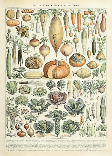 Legume et plante potageres à Adolphe Millot