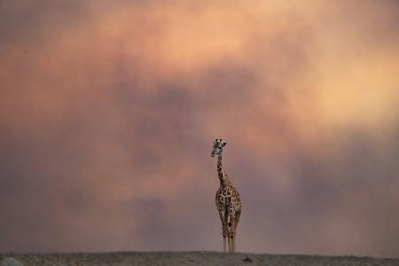 Giraffe and Smoky