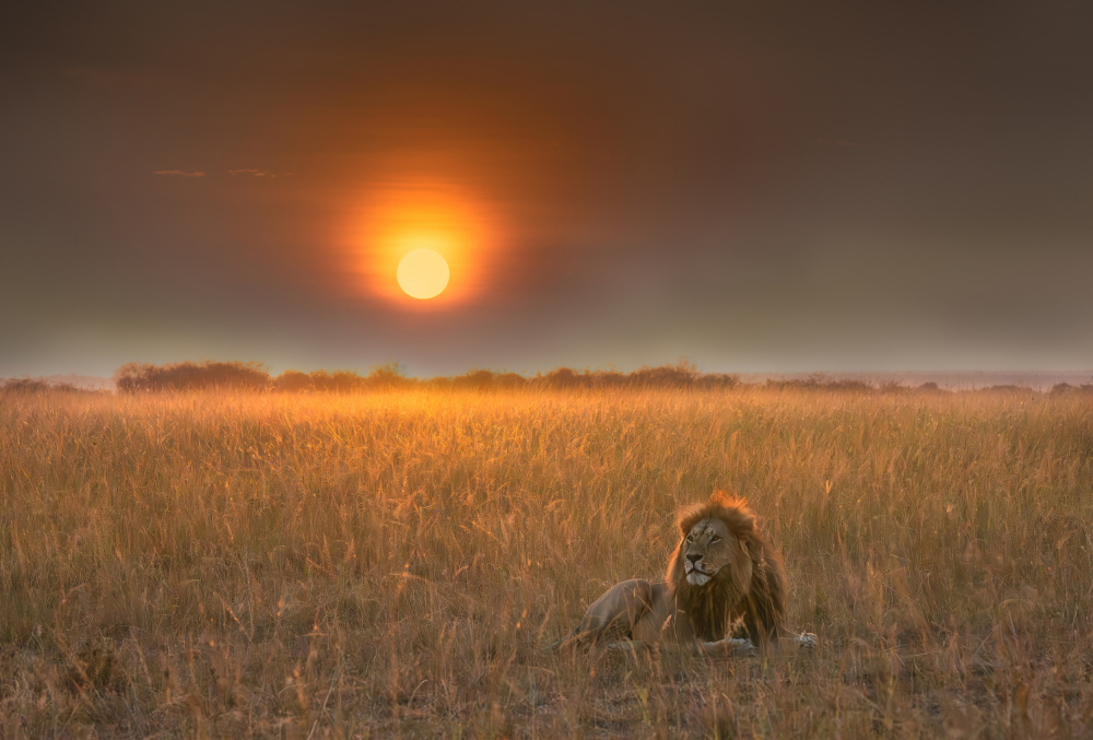 Lion King à MIN LI