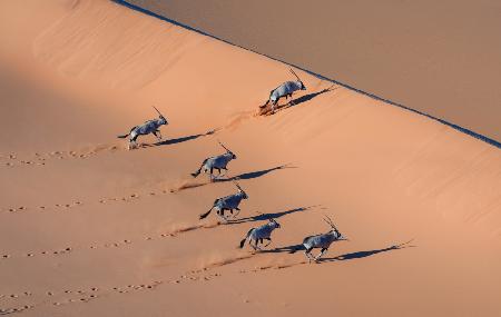 Oryx in the Desert