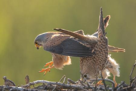 kestrel Mating