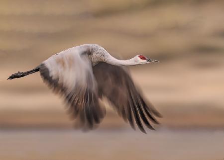 Flying sandhill crane