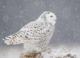 A Side Portrait of Snowy Owl