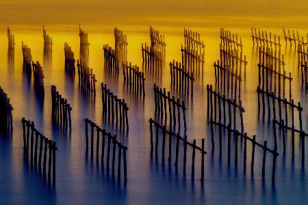 oyster sheds light and shadow water flow