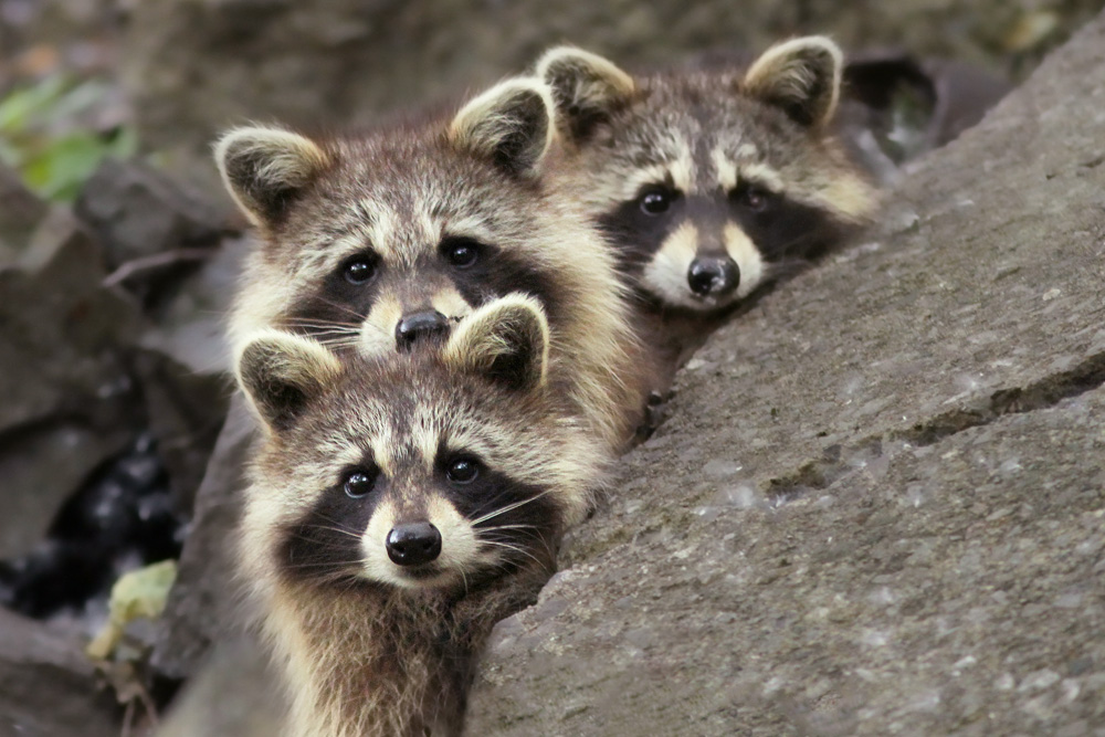 Tres Banditos à Mircea Costina