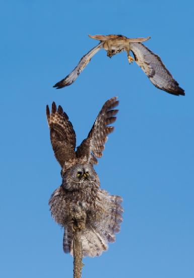 Great Grey Owl VS Red-tailed Hawk