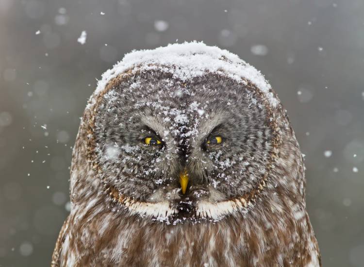 Great Grey Owl Winter Portrait à Mircea Costina