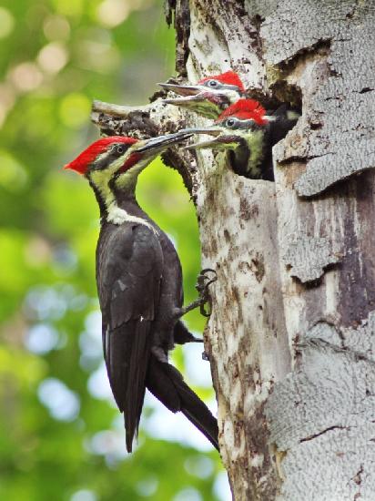 Pileated Woodpecker