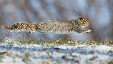 High speed squirrel :)