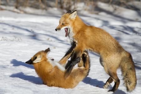 Winter Foxes